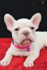 Photo №1. french bulldog - for sale in the city of Калифорния Сити | negotiated | Announcement № 62153