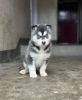 Photo №1. siberian husky - for sale in the city of Ikhwezi | negotiated | Announcement № 55320