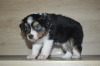 Photo №2 to announcement № 125158 for the sale of australian shepherd - buy in Austria private announcement