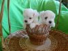 Photo №2 to announcement № 10983 for the sale of maltese dog - buy in Belarus breeder