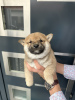 Photo №4. I will sell shiba inu in the city of Vladičin Han. breeder - price - negotiated