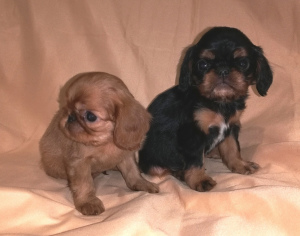 Additional photos: Puppies are offered for sale by King Charles Spaniel (English Toy Spaniel).