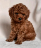 Photo №1. poodle (toy) - for sale in the city of Warsaw | negotiated | Announcement № 121734