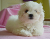 Photo №4. I will sell maltese dog in the city of Валенсия. private announcement - price - negotiated