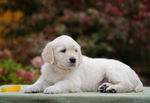 Photo №2 to announcement № 3477 for the sale of golden retriever - buy in Russian Federation breeder