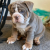 Photo №1. english bulldog - for sale in the city of Valmadonna | negotiated | Announcement № 24951