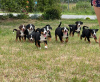 Photo №1. appenzeller sennenhund - for sale in the city of Lublin | 1560$ | Announcement № 21671