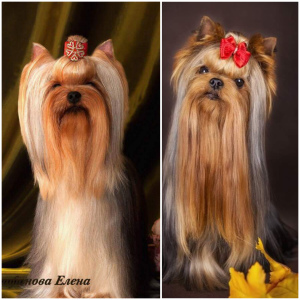 Photo №2 to announcement № 6454 for the sale of yorkshire terrier - buy in Ukraine from nursery, breeder
