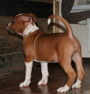 Photo №1. american staffordshire terrier - for sale in the city of Gatchina | 712$ | Announcement № 4272