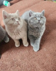 Photo №1. british shorthair - for sale in the city of Афины | negotiated | Announcement № 105770