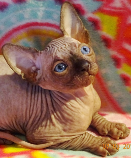 Photo №3. Kennel Moscow offers to reserve Canadian Sphinx kittens.. Russian Federation