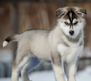 Photo №3. Beautiful, pedigree, active, loved Siberian husky puppies are for sale.. Russian Federation