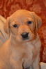 Photo №1. labrador retriever - for sale in the city of New York | 400$ | Announcement № 100574