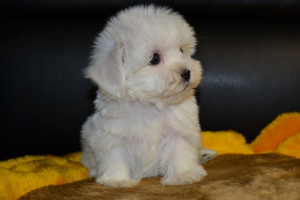 Photo №1. maltese dog - for sale in the city of Shakhtinsk | 500$ | Announcement № 418