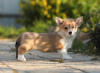 Photo №1. welsh corgi - for sale in the city of Cherepovets | 2839$ | Announcement № 11544