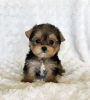 Photo №1. yorkshire terrier - for sale in the city of Berlin | negotiated | Announcement № 97600