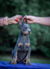 Photo №2 to announcement № 119678 for the sale of dobermann - buy in Serbia 