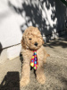 Additional photos: Apricot MEDIUM POODLE puppy