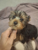 Additional photos: Yorkie puppy.