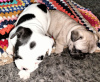 Photo №3. french bulldog puppies. Ukraine