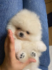 Photo №1. pomeranian - for sale in the city of Гамбург | 740$ | Announcement № 110355