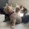 Photo №4. I will sell french bulldog in the city of Berlin. private announcement - price - negotiated