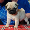 Photo №2 to announcement № 24745 for the sale of pug - buy in Belarus private announcement, from nursery