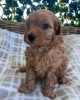 Photo №2 to announcement № 97277 for the sale of golden retriever - buy in Germany private announcement