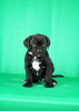 Photo №4. I will sell cane corso in the city of Нови Сад. breeder - price - negotiated