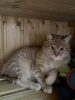 Photo №3. 6 month old cat Nafanya is looking for a home!. Russian Federation