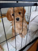 Photo №1. poodle (toy) - for sale in the city of Temple City | 700$ | Announcement № 108820