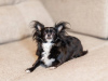 Photo №1. chihuahua - for sale in the city of Munich | 423$ | Announcement № 105366