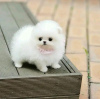 Photo №1. pomeranian - for sale in the city of Helsinki | negotiated | Announcement № 127546