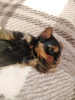 Additional photos: Baby-face Yorkie puppies looking for a new home.