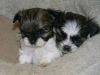 Photo №1. shih tzu - for sale in the city of Berlin | Is free | Announcement № 125359