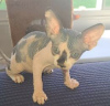 Photo №3. Pretty Sphynx kittens for cozy homes. Germany