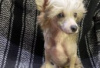 Photo №2 to announcement № 126920 for the sale of chinese crested dog - buy in Germany private announcement