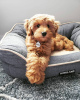 Photo №1. poodle (royal) - for sale in the city of Villach | 572$ | Announcement № 32156