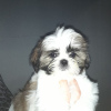 Photo №1. shih tzu - for sale in the city of Стамбул | negotiated | Announcement № 123321