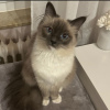 Photo №3. Ragdoll Cat. Germany