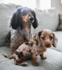 Photo №1. dachshund - for sale in the city of Wellington | 423$ | Announcement № 105181