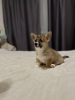 Photo №1. welsh corgi - for sale in the city of Warsaw | Is free | Announcement № 35882