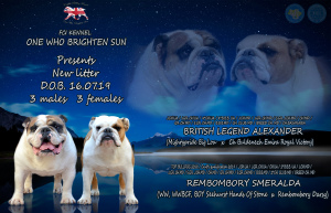 Additional photos: English bulldogs