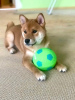 Photo №1. shiba inu - for sale in the city of Cherepovets | negotiated | Announcement № 44926