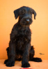 Additional photos: Giant Schnauzer Puppies