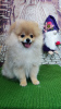Photo №1. pomeranian - for sale in the city of Москва | negotiated | Announcement № 20363