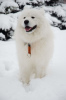 Photo №4. I will sell samoyed dog in the city of Minsk. private announcement - price - negotiated