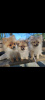 Photo №1. german spitz, pomeranian - for sale in the city of Амстердам | 1882$ | Announcement № 19281