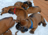 Photo №4. I will sell bavarian mountain hound in the city of Przeworsk. private announcement, breeder - price - 631$