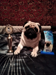 Photo №2. Mating service pug. Price - negotiated